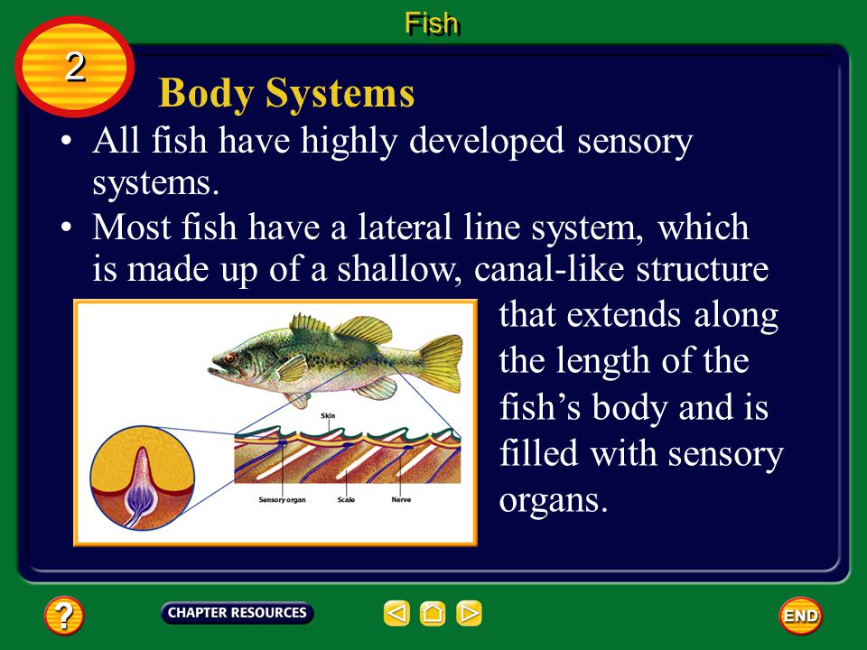 Sensory nervous system